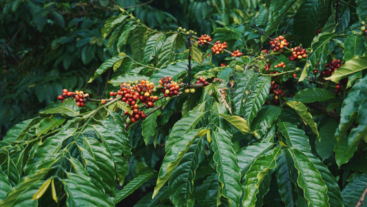 Hương vị cà phê Robusta Việt Nam - Thư viện Sanh Nhiên